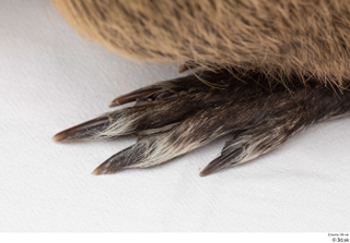 Nutria foot 0006.jpg